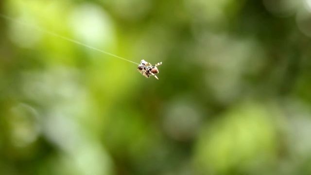 Psalm 52| Audio Bible| Spider spinning web| Relax while you listen to the WORD of God (KJV) смотреть онлайн