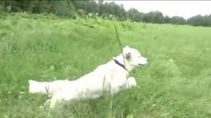 Догтренинг536. Золотистый ретривер Байк   золотое сияние доброты и преданности