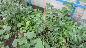 Дополнительная рассада из Пасынков  на  Томатах
