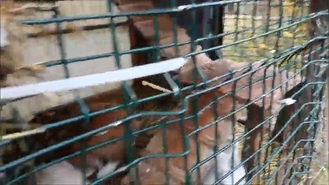 День 6 на Куршской косе
