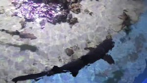 Пензенский океанариум. Акулы