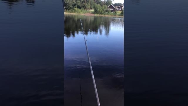 Ленинградская область. Хвойное. 11.06.2024. Раннее утро. Начало рыбалки. В лодке новый пассажир смотреть онлайн