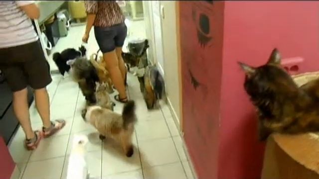 Республика кошек смотреть онлайн