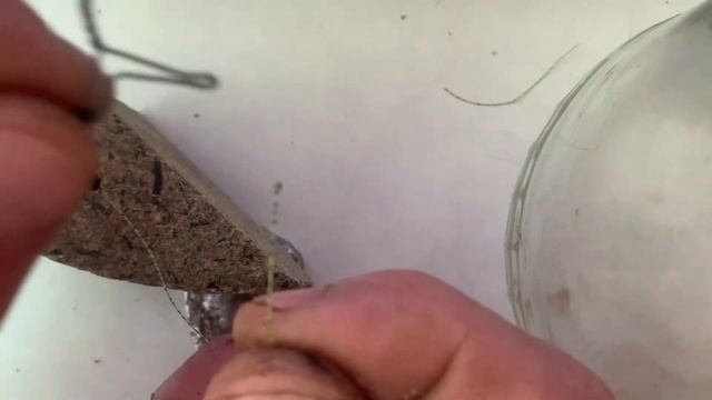 монтаж на карпа сазана лучший по моему мнению! смотреть онлайн