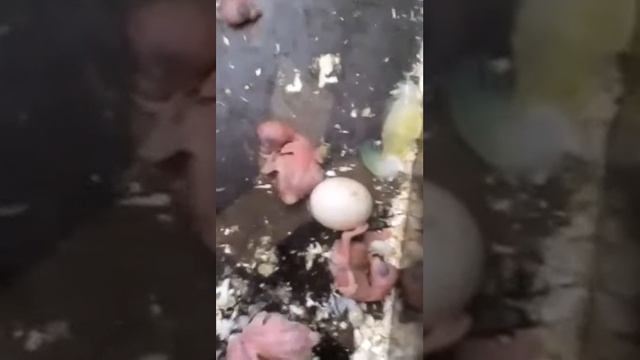 Птенцы попугая в Максимихе смотреть онлайн