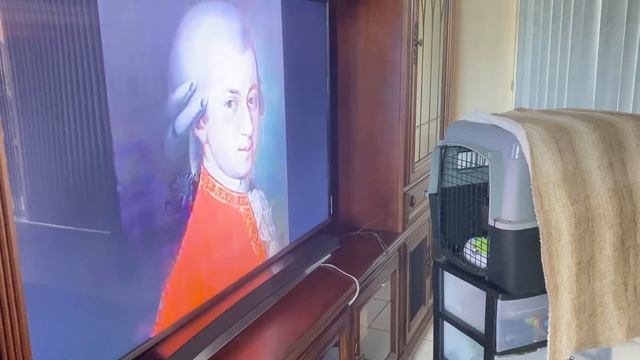 Opera TV: my parrot singing along💚 смотреть онлайн