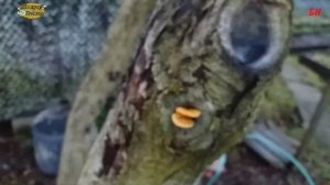 теплый декабрь на пасеке первые потери, последние грибы