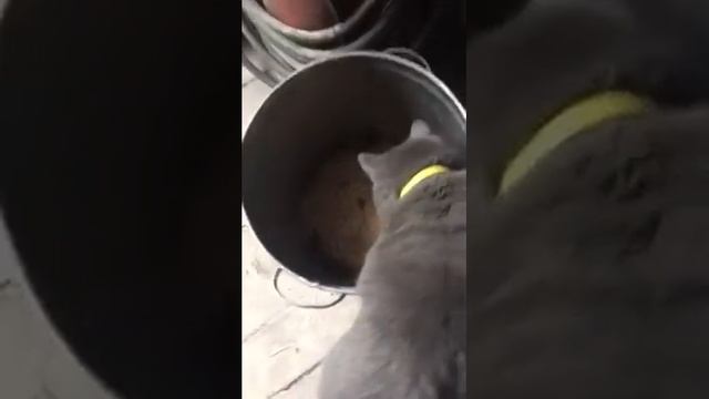 Кот ловит мышей смотреть онлайн