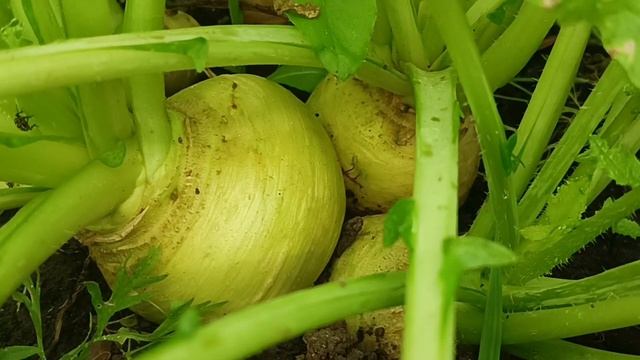 ПРО КОЛОРАДСКОГО ЖУКА, ПРО КАРТОШКУ. А ТАКЖЕ О ПОЛЕЗНЕЙШИХ РАСТЕНИЯХ. смотреть онлайн