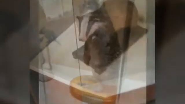 Экспонаты музея смотреть онлайн