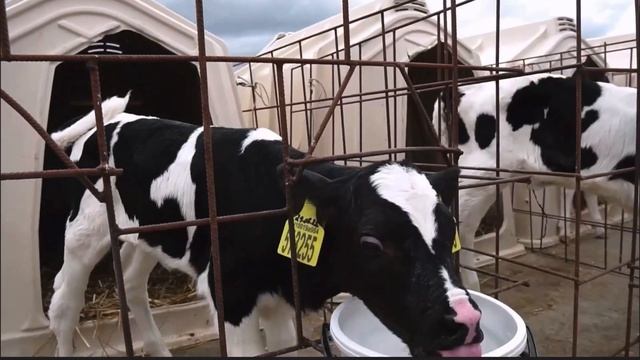 Передовое сельхозпредприятие «ЭКОНИВА» - МОЛОКО, КОТОРЫМ МЫ ГОРДИМСЯ! #ЭкоНива