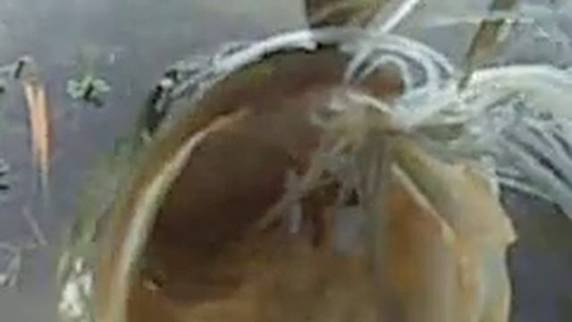 C-Bass Lures INC. смотреть онлайн