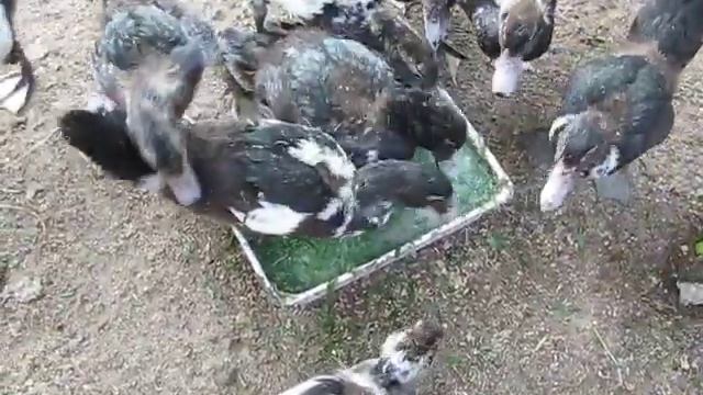 Скармливание свеженарезанной травы индоутятам