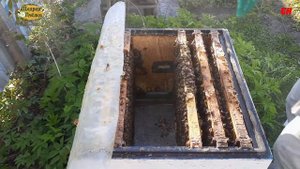 ПЧЕЛОВОДСТВО, формирование отводков, противороевые меры, налет на матку вариант  номер 2