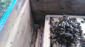 05.07.2021 подсадка матки, реакция пчёл.