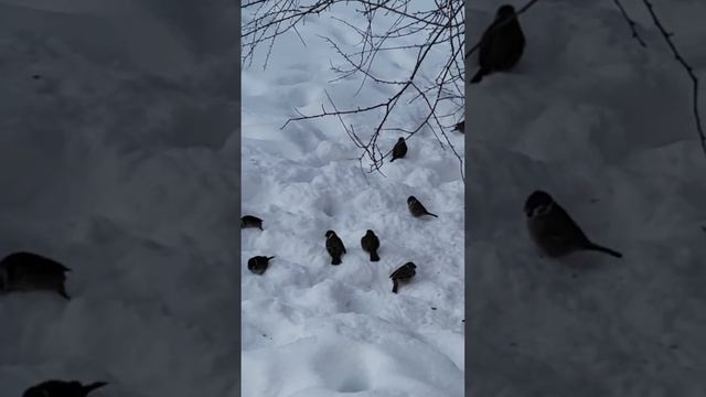 Воробьи не хотят от нас улетать, кушать подано, прилетели лакомиться смотреть онлайн