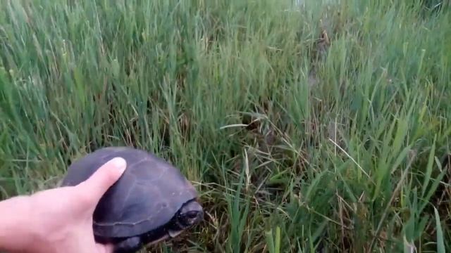 Болотная черепаха