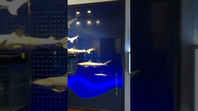 #МузейОкеанографии #Музей_Океанографии #aquarius #aquries #aquarium #морскойаквариум  #аквариум #мы