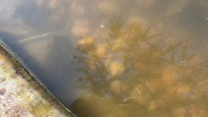 Запуск вьюна в свой￼ пруд дачный пруд пруд на участке