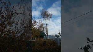 Аккуратное удаление берёзы. А вокруг провода, забор и крыша.