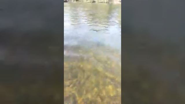 ОТПУСКАНИЕ ТАЙМЕНЯ В РОДНУЮ СТИХИЮ #Таймень #Хабаровскийкрай