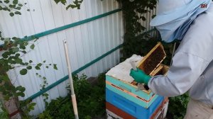 если пчелы не хотят печатать мед, что делать?!