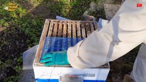 пчеловодство, май, однокорпусное содержание пчёл