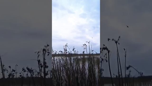 Это лучший выстрел, охота на утку смотреть онлайн