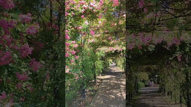 прогулочная зона Зимний Театр Сочи