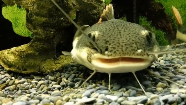 Красивый сомик! Сом краснохвостый ( фрактоцефалус )