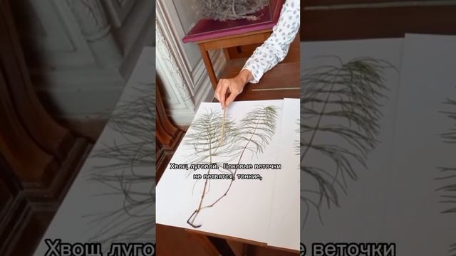 Какой хвощ самый красивый?