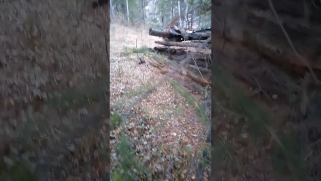 Осенние охотничьи будни.Осень 2021.Старое зимовье. смотреть онлайн