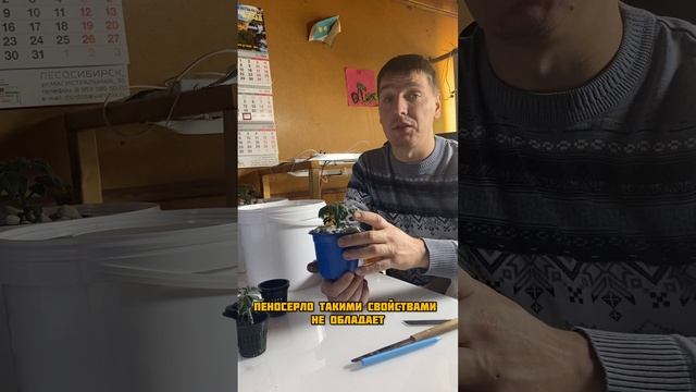 Пересадка томатов