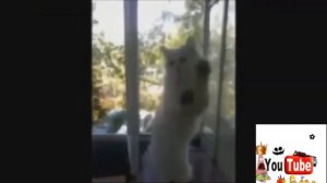 В МИРЕ ЖИВОТНЫХ : ТАНЦУЮЩИЕ КИСКИ