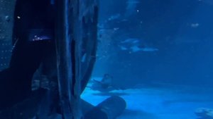 Океанариум на Пхукете 2023