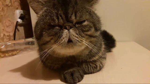 БАРСИК МОНТАЖ 2 смотреть онлайн