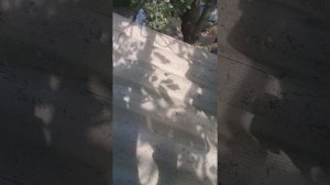 Как избавится от налёта на шифере. ☆18