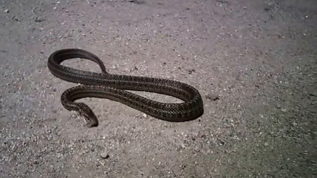 поймал змею смотреть онлайн