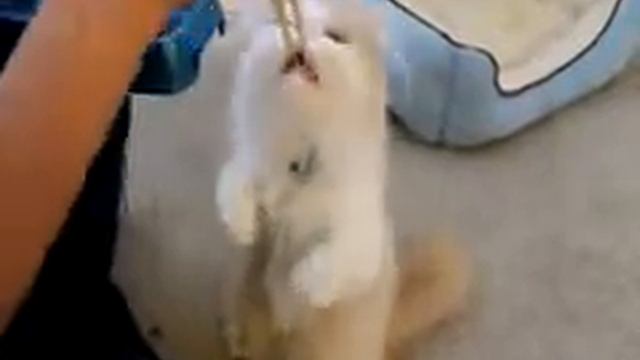 Кот учиться есть по-азиатски)))) смотреть онлайн