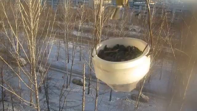 синичкина кормушка близко, они наевшиеся выпендриваются смотреть онлайн