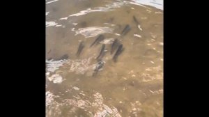 Выпускаем в пруд Люблинский пруд белый амур, толстолобик и линь