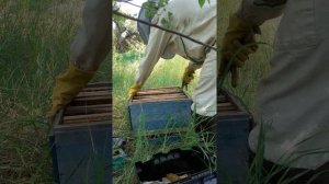 Осмотр роя после посадки в улей.