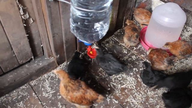 Переселение пернатых смотреть онлайн