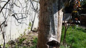 Колода меда.