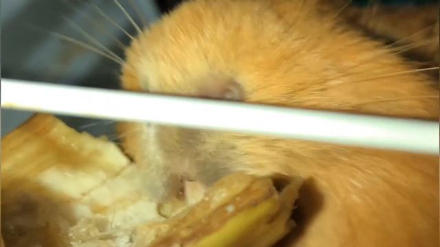 Свинки кушают. смотреть онлайн