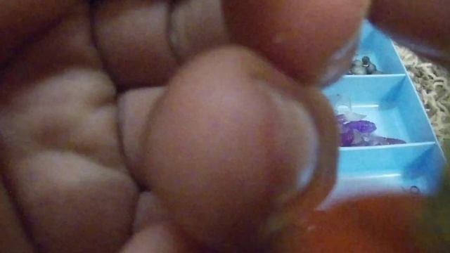Топ 4 самых лучшие насадки на крючок и проверены.
