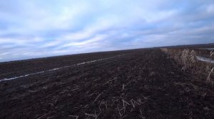 Я и гуси на кукурузном поле! Охота на гуся. Весенняя охота на гуся с чучелами,с манком на гуся.