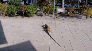 Игуана ест другую Игуану Iguana eat another iguana