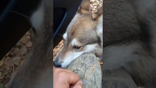 Кто знает этого зверя смотреть онлайн