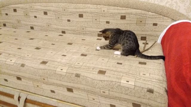 Котенок Тигр и бабочка, жаль бабочку смотреть онлайн